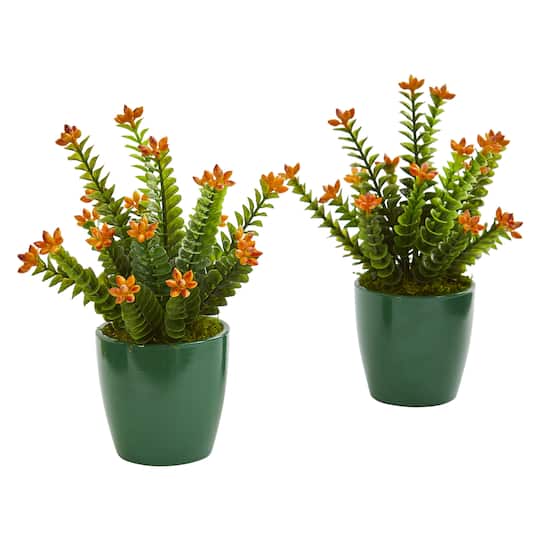 10" Sedum Succulent in Green Planter, 2ct.